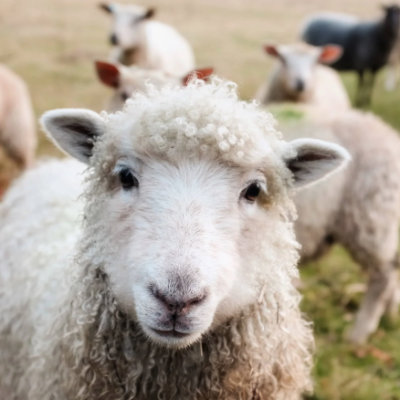 September Meeting - Field Trip Fibre Farm