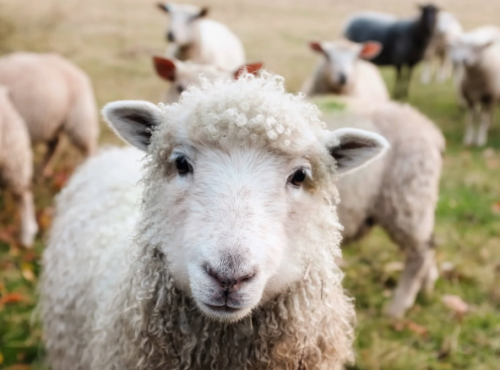 September Meeting - Field Trip Fibre Farm